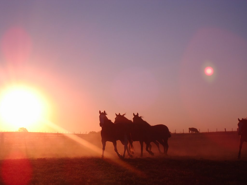 Wild horses 2 by Octavio Cordero