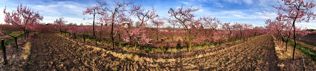 Peach Blossom Niagara Region Spring 2013 by fablemountain