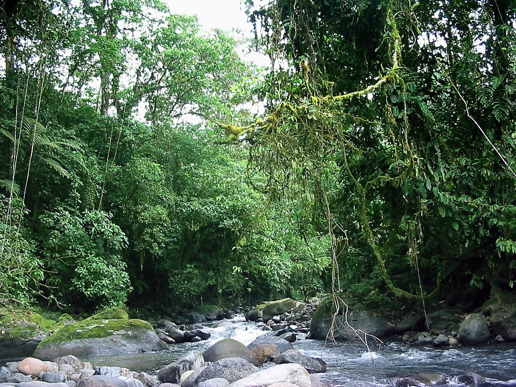 River in Refugio de Vida Silvestre La Marta, Costa Rica by B Locatelli