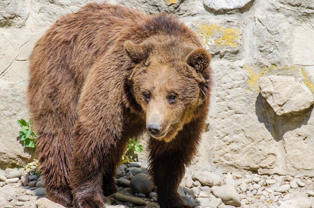 Zoo Tg Mures by Miclaus George