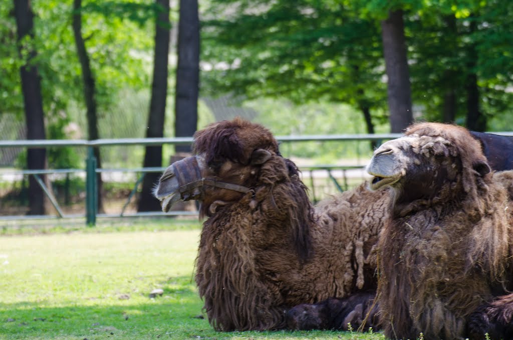 Camile Zoo Tg Mures by Miclaus George