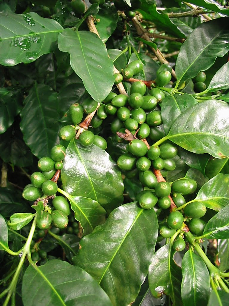 Coffee plantation, Aquiares, Costa Rica by B Locatelli