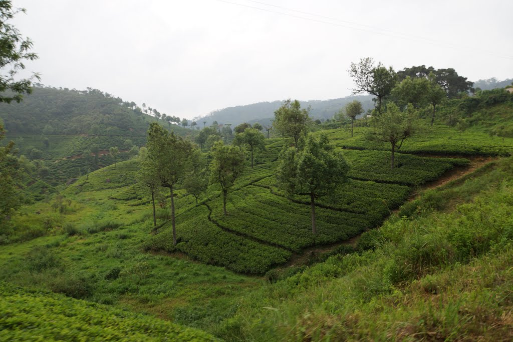 Tea plantation by ea1494