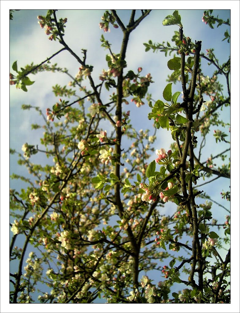 May Spring - Master Habitat Rhine Valley Photography 2013 by pictures Jettcom