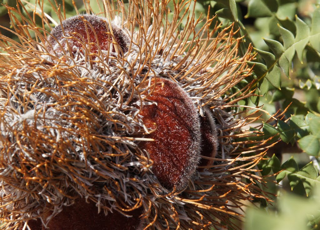 Banksia, still closed by Geerten in Oz