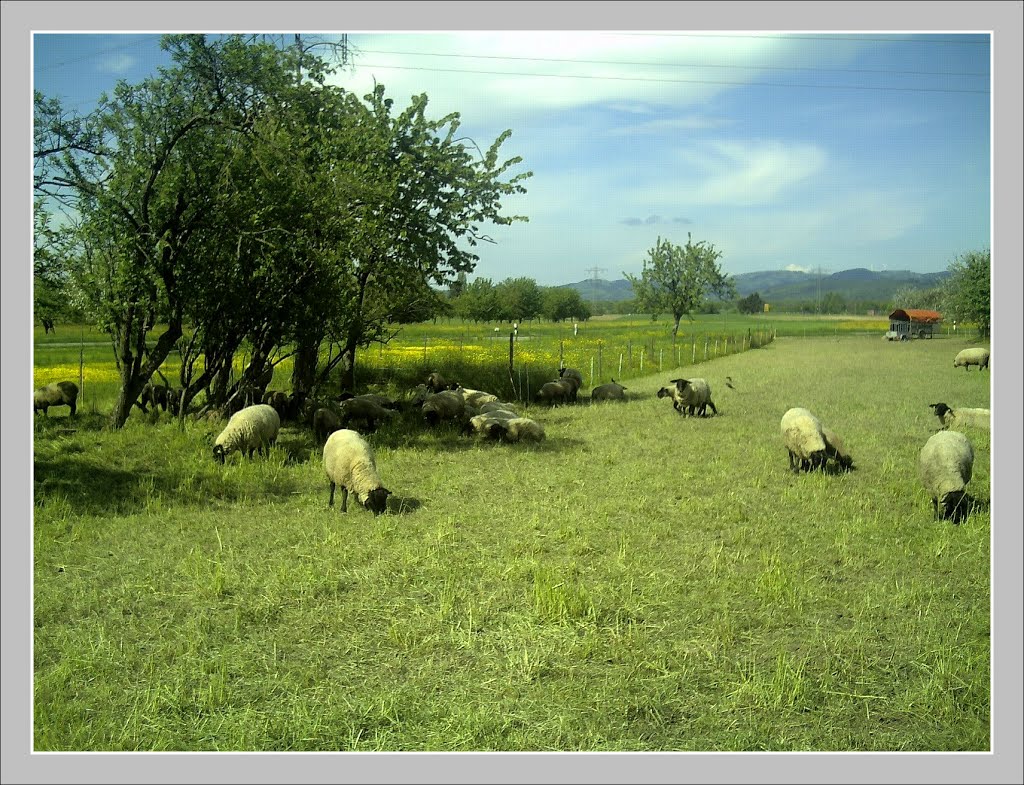 May Panorama - Master Landscapes Rhine Valley Photography 2013 by pictures Jettcom