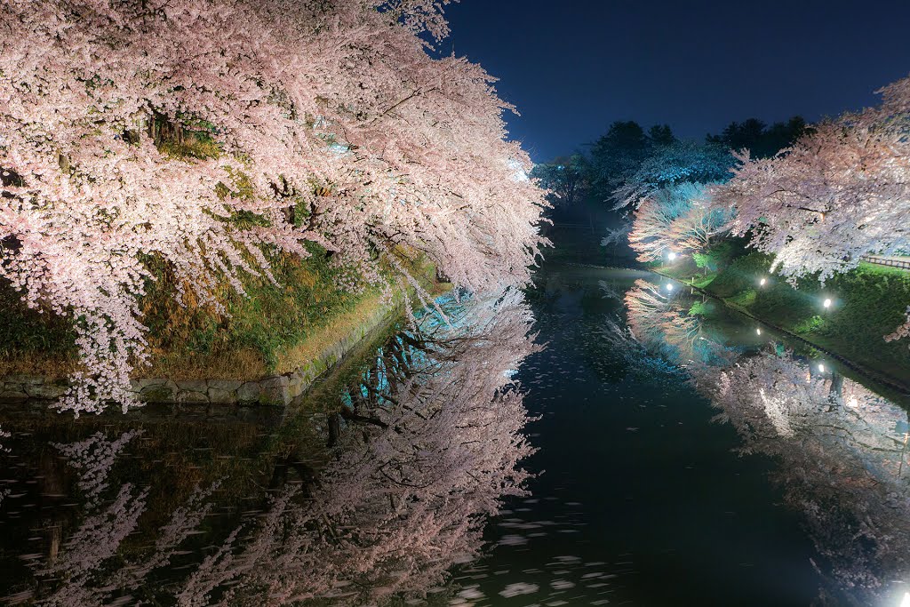 Hirosaki-city Cherry Blossoms - 水面に by MASATO SAITO