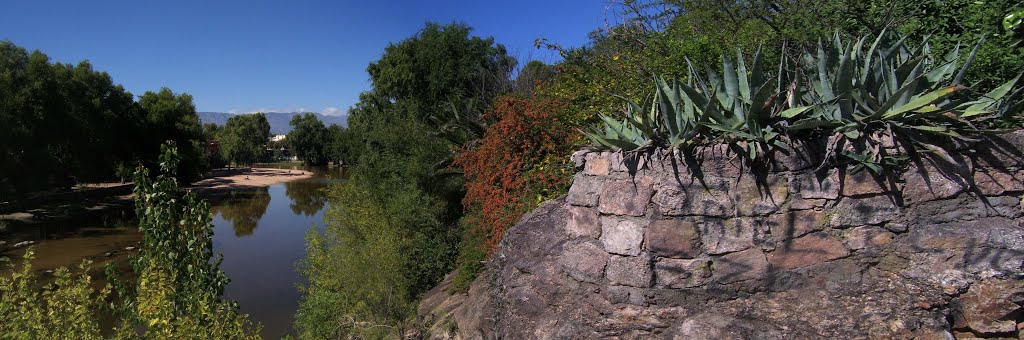 Aloe vera en el Río Los Sauces by Pablo Diego Di Marti…