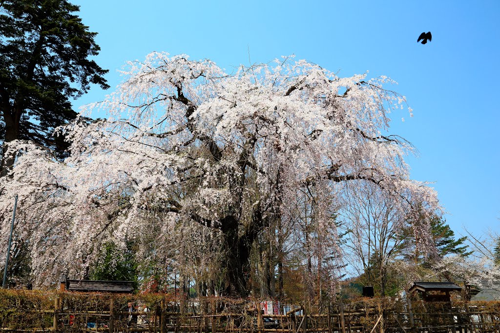 Kakunodate.Akita-角館の桜 by aotsuki