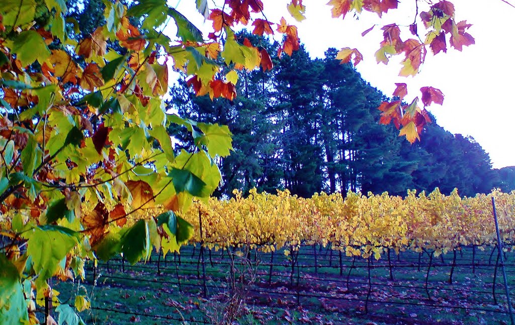 Orange , Mt Canobolas , Autumn Vines amongst Pinetrees ... by michaelecaine