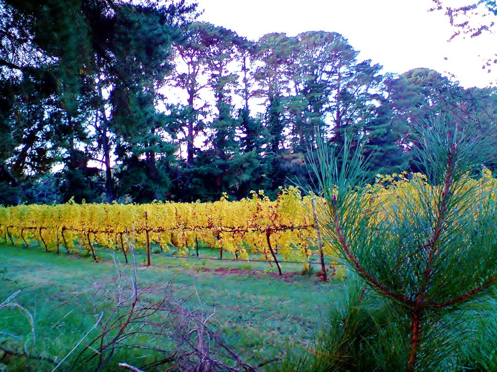 Orange , Mt Canobolas , Autumn Vines amongst Pinetrees ... by michaelecaine