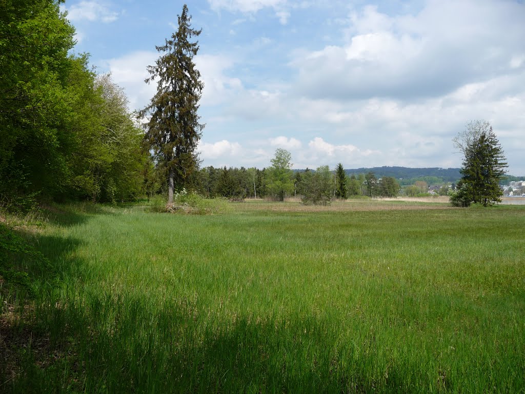 Seeufer am Päffikersee 4 by bienenritter