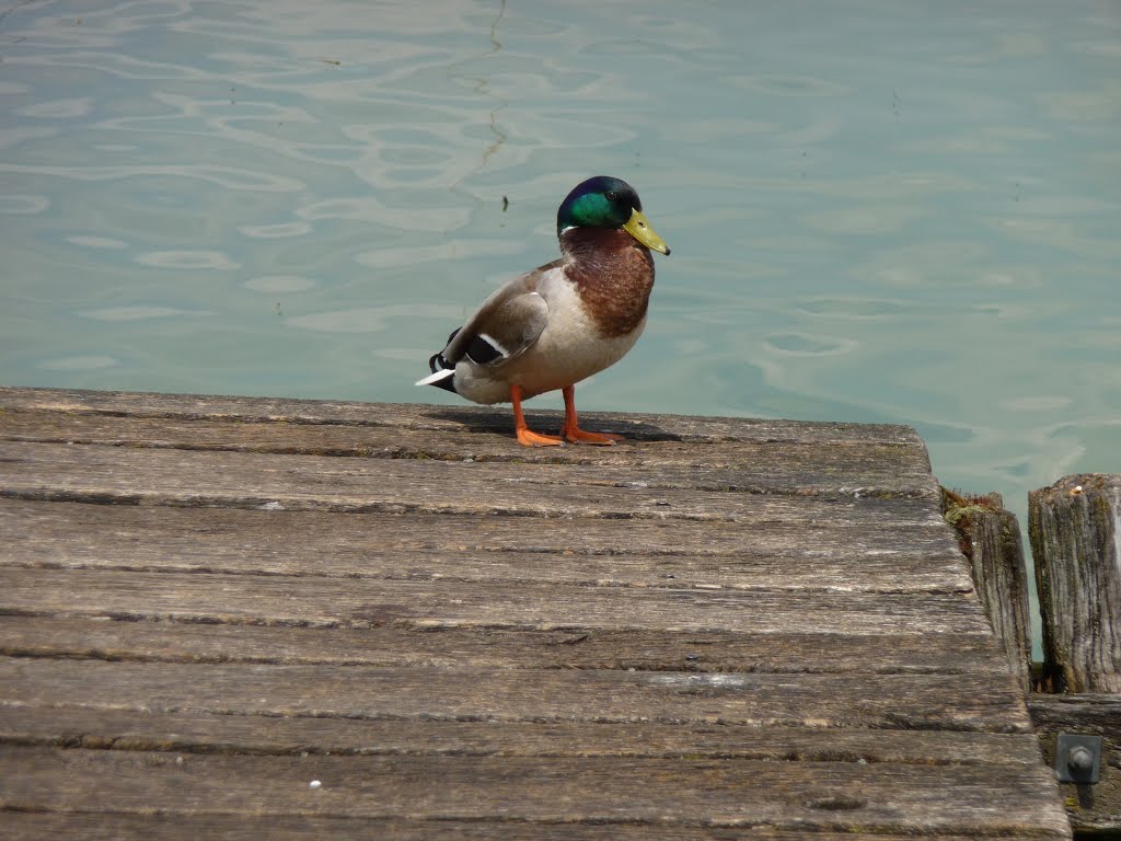 Stockenterich auf Seesteg am Pfäffikersee by Fredy Kim