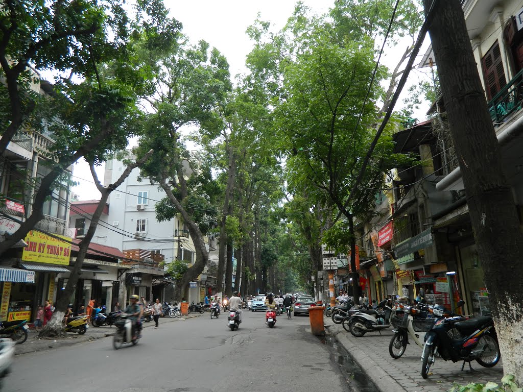 Hàng cây Sao - Lò Đúc by Đào Việt Dũng