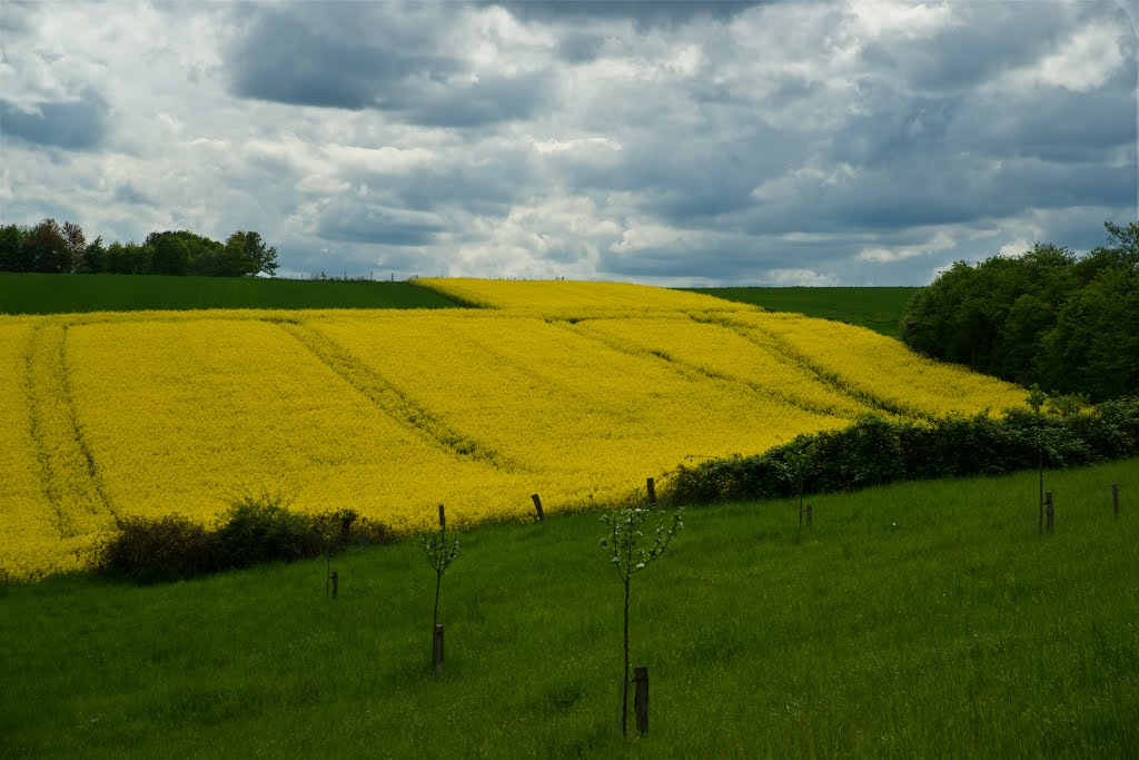 Rapsfeld by h.kroppach