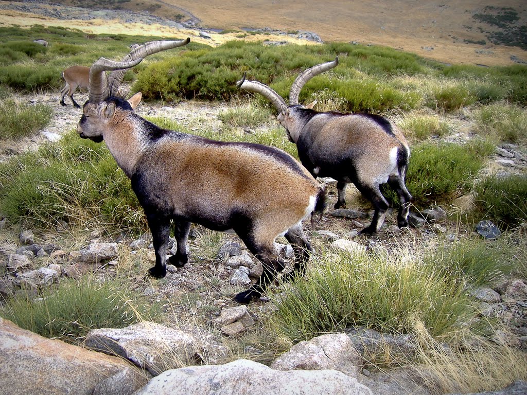 Los dueños de Gredos by tunante80