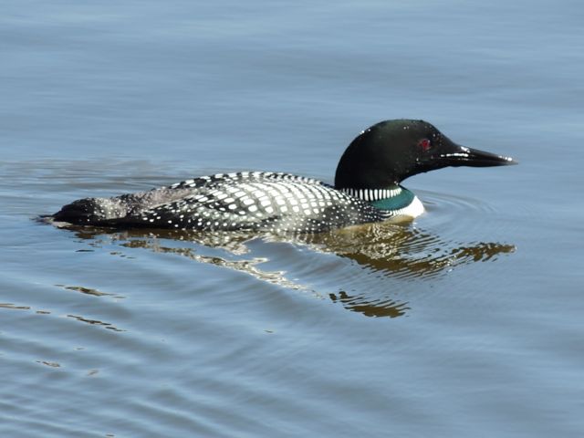 Common Loon by sundwnr