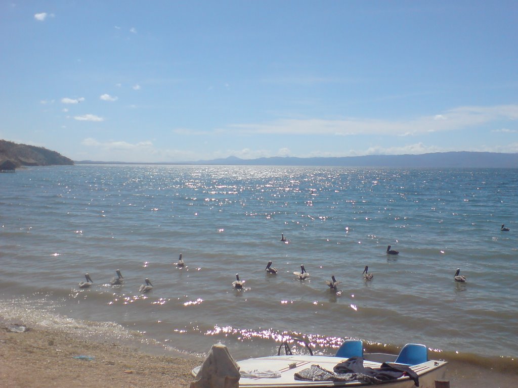 Pelicanos en la orilla by AlejandroJCT