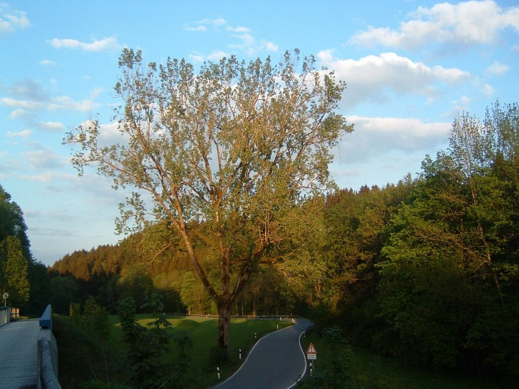 Erinnerung an einen Baum (Mai 2003) by allgaeu-erleben.com