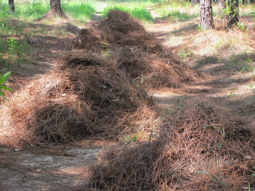 Gathering "Pine Straw"....dedicated to NICK WEALL by Sarah O