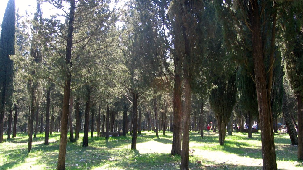 Foresta di Mercadante by Giuseppe Giove