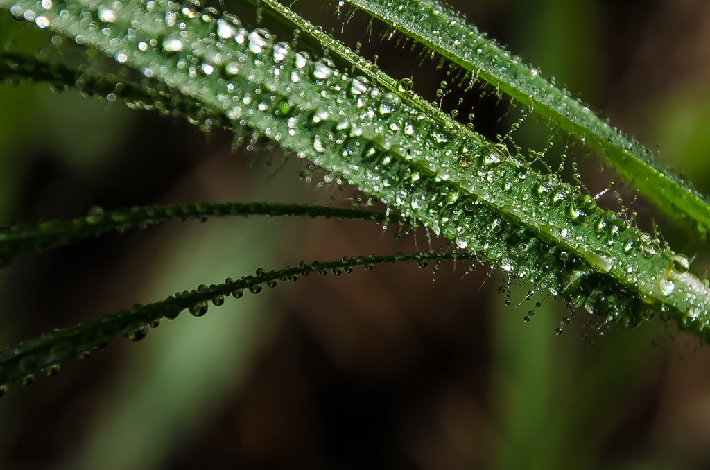 Apres la pluie... by bezies