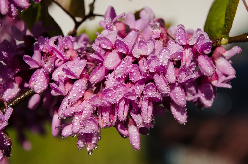 Rosée du matin by bezies