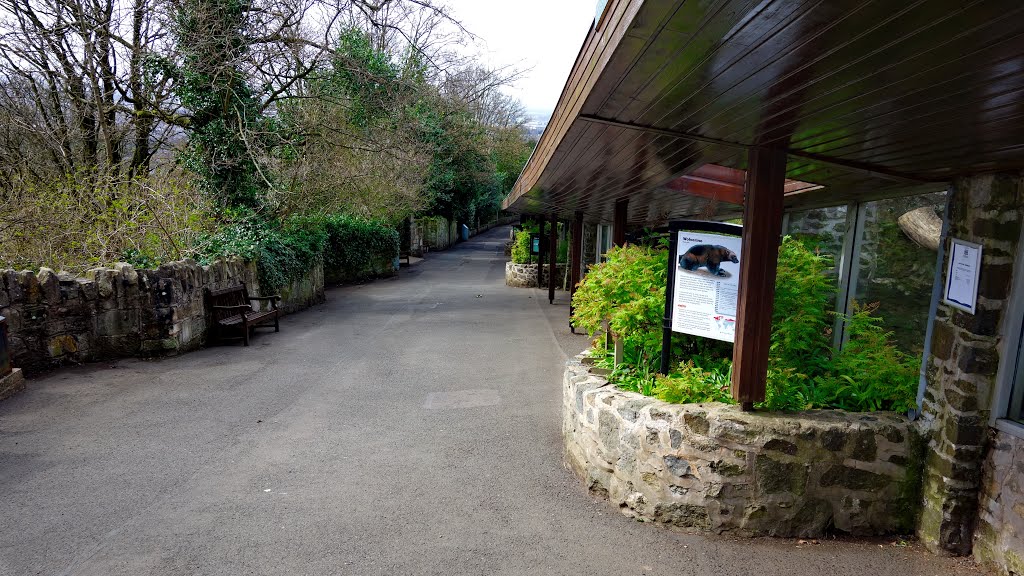 Edinburgh zoo by Roy Barlow