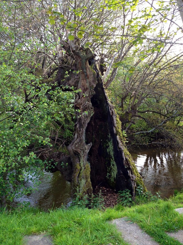 Arbol en Via Romana by Ricardo Purriños