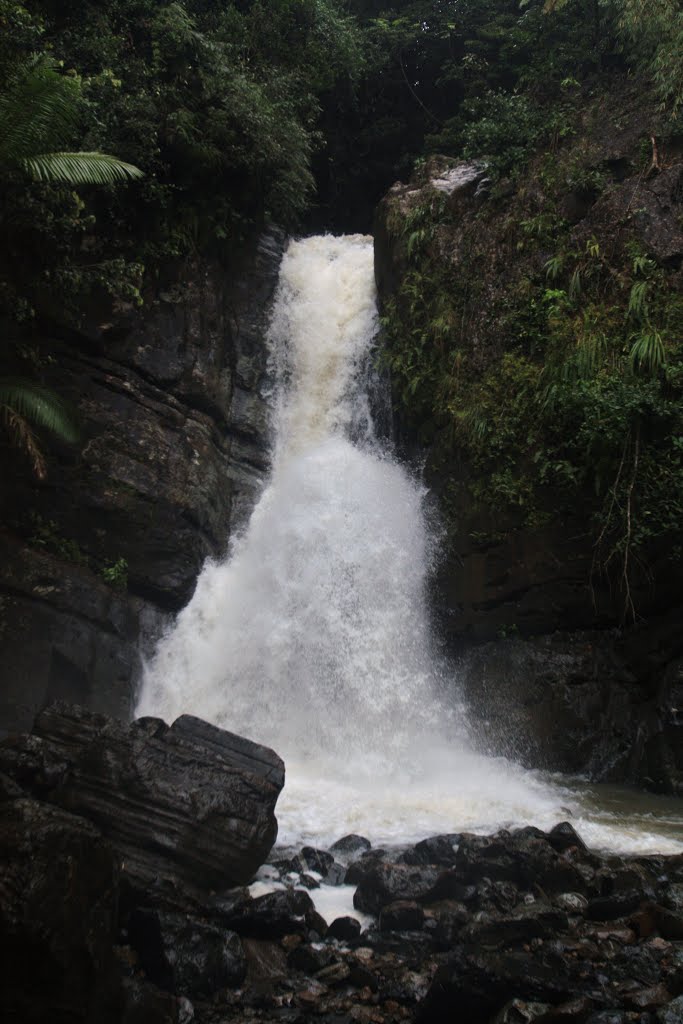 El Yunque Rainforest Puerto Rico by Ricardo David Jusino…