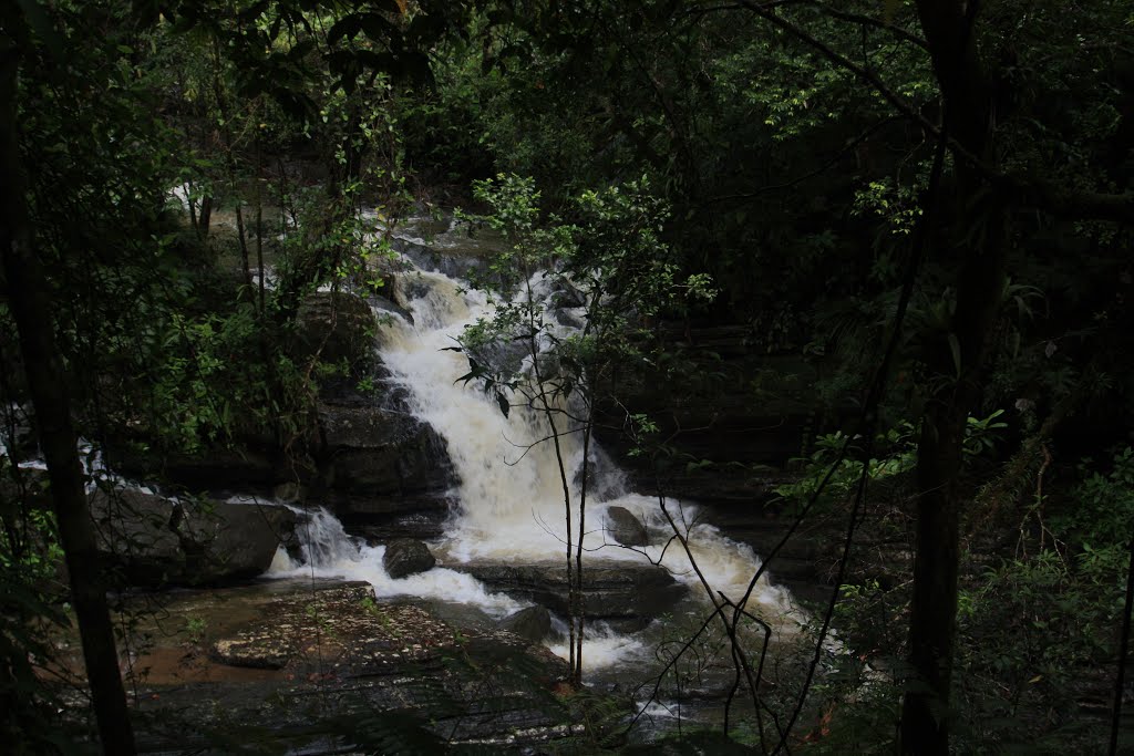 El Yunque Rainforest Puerto Rico by Ricardo David Jusino…