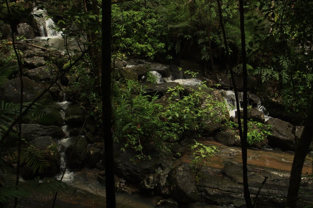 El Yunque Rainforest Puerto Rico by Ricardo David Jusino…