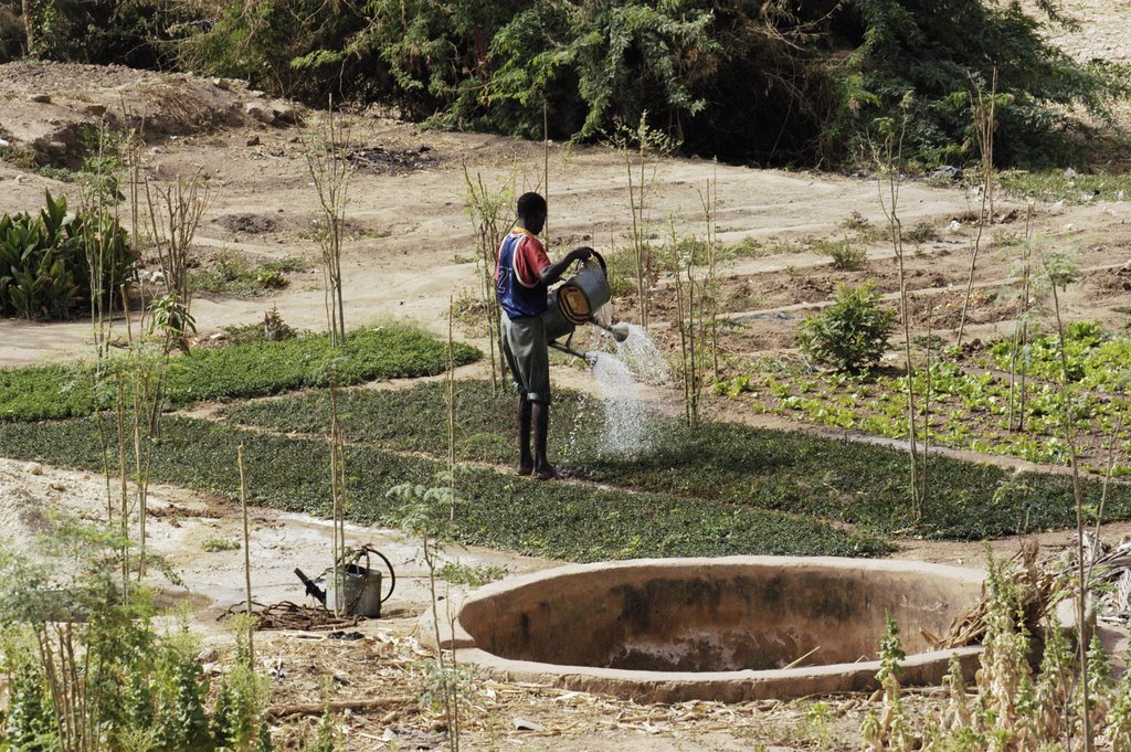 Maréchage sur les rives du Niger by gabolde