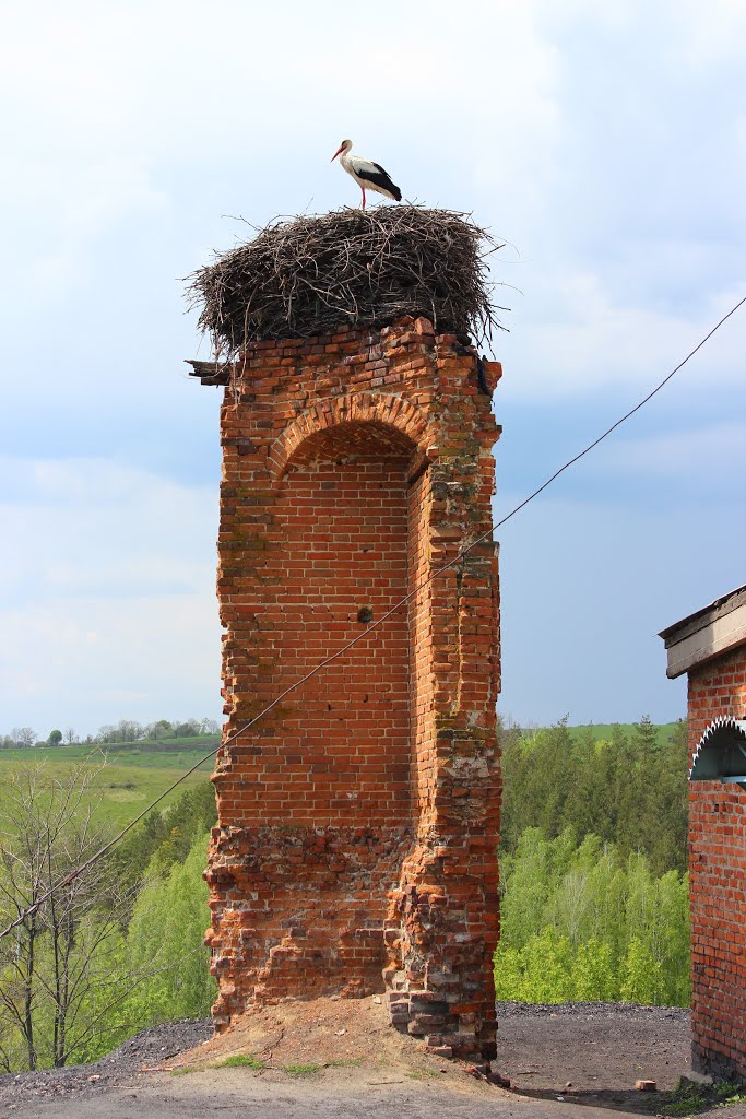 Stork's nest by Igor Petrenko