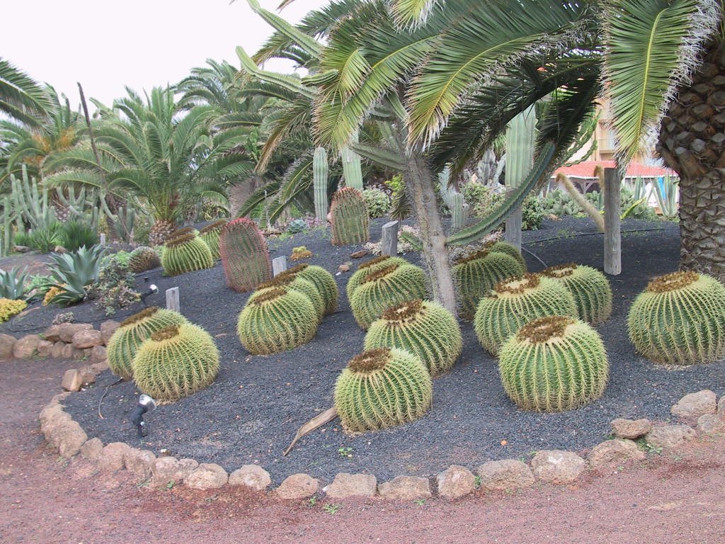 CALETA DE FUSTE - JARDÍN DE CACTUS 1 by GREGORIO MIGUEL MORA…