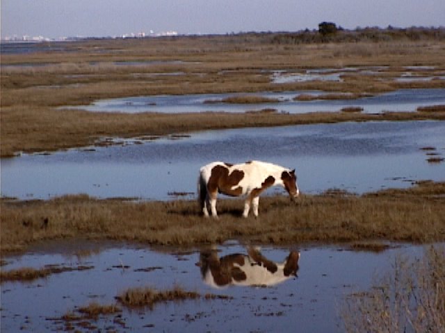 Assateague Pony by ranovak