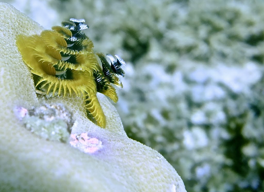 Christmas tree worms by alexaag