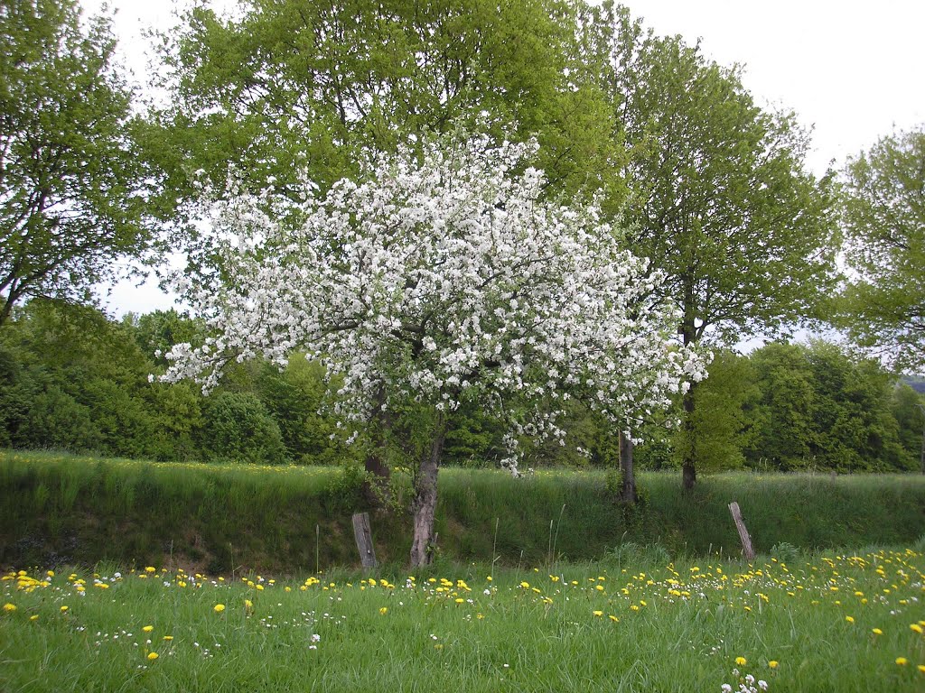 Much / Germany: Frühling / Spring. Photographed in May 2013 by Armin U. P. (Earth V…