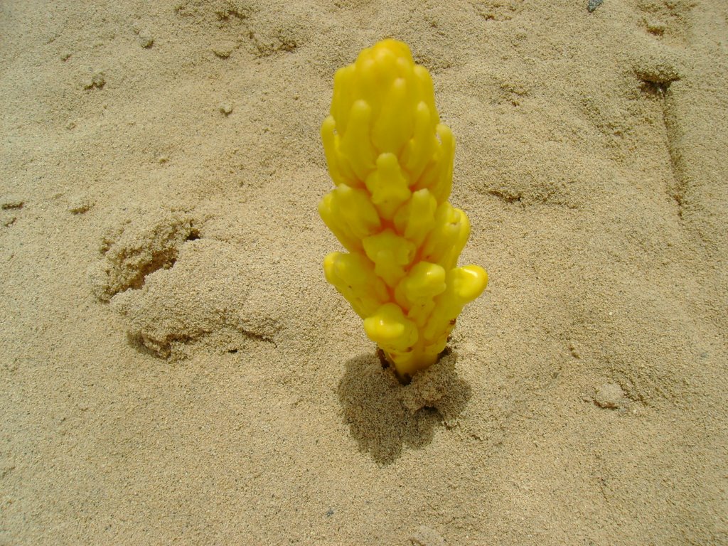 Flor na areia by António Torres