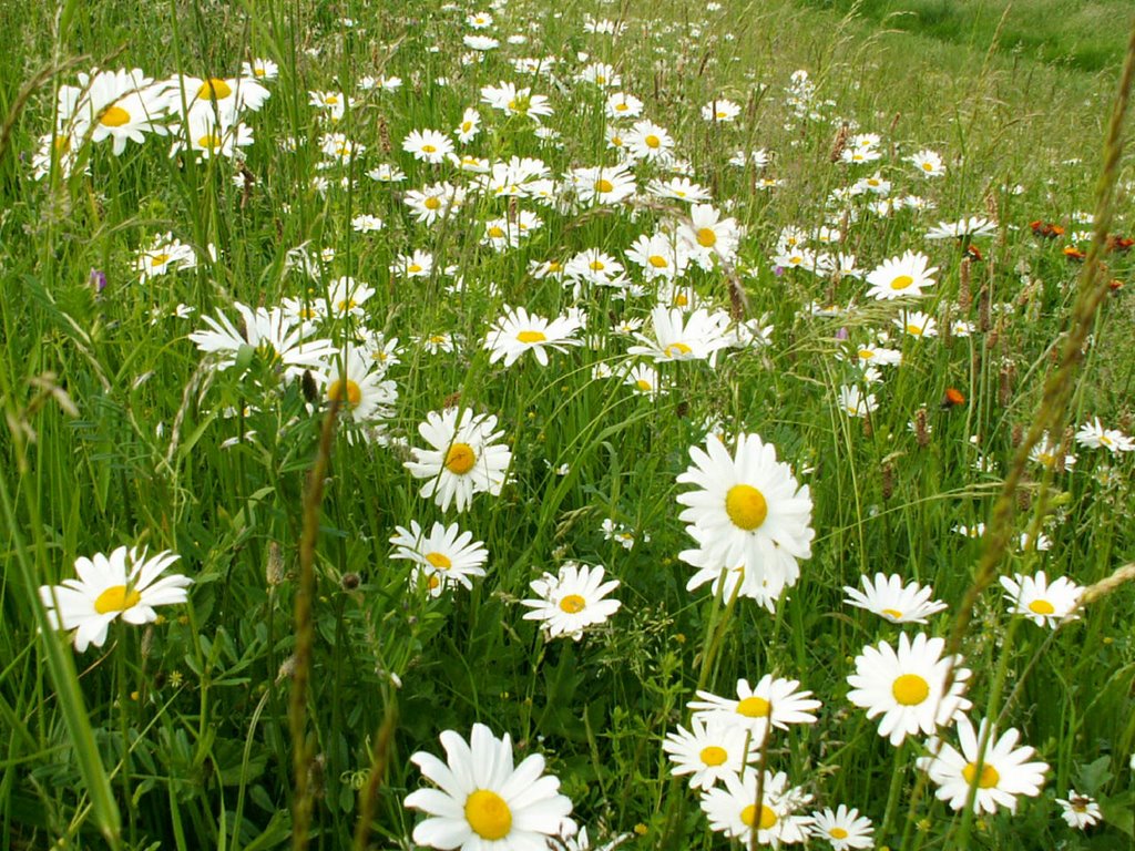 Zomerse bloemenzee aan de waaldijk by Harry Huisman