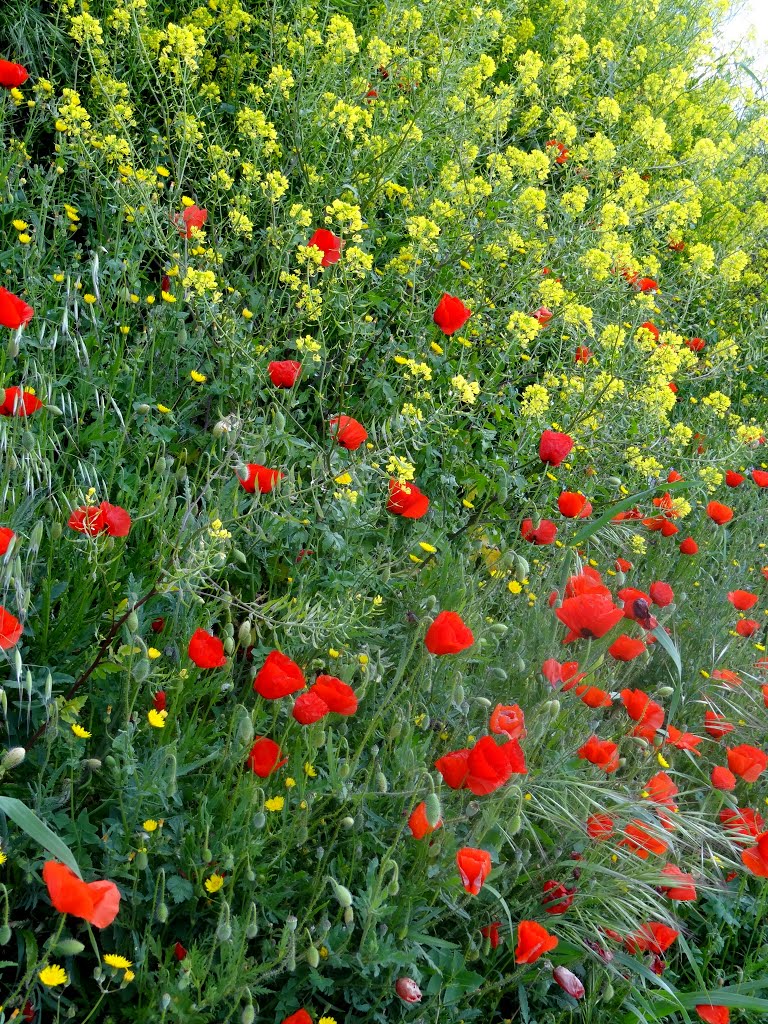 Fleurs sauvages en sortant de Villatuerta (Navarra) by David Peloquin