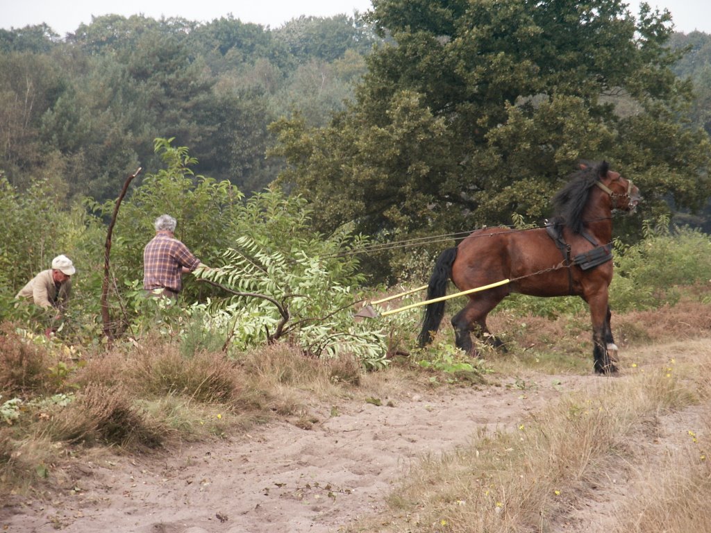 Limitische heide tussen Naarden en Huizen by ABKro