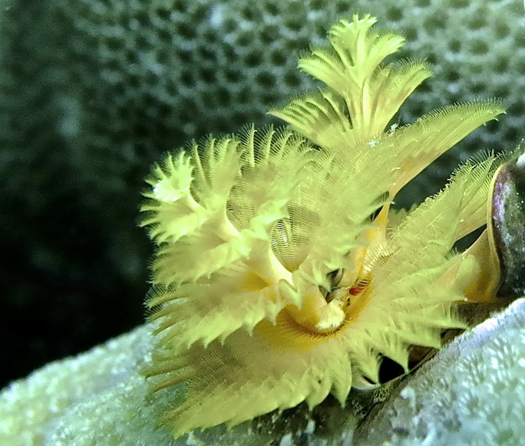 Yellow christmas tree worms by alexaag