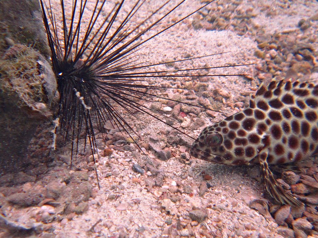 Sea ​​urchin & sea fish =) by sharksearcher