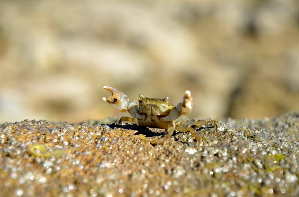 Pose à Marée basse by bezies