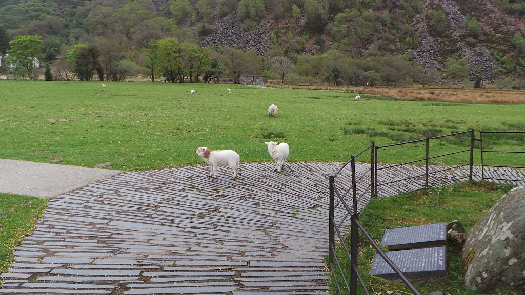 Spring lambs by John Mulder