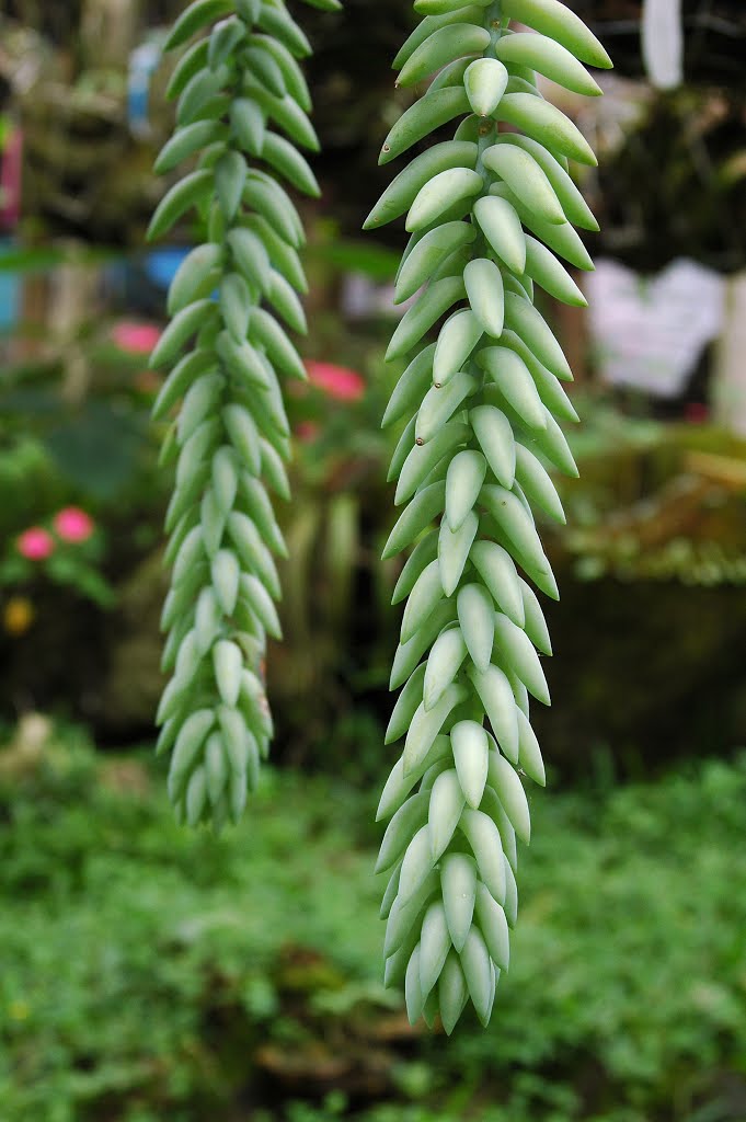 Plants in Turrialba, Costa Rica by B Locatelli