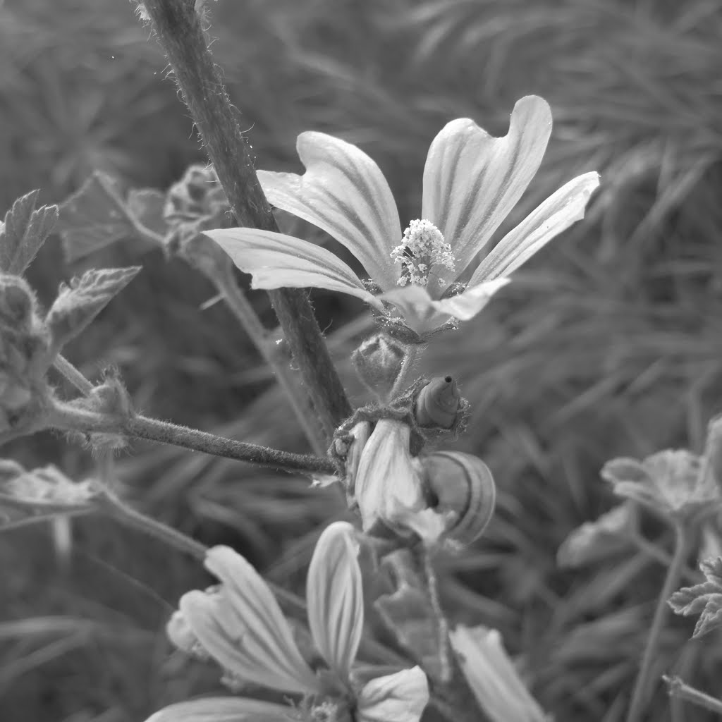 Spring in B&W by Miguel Bortfeldt