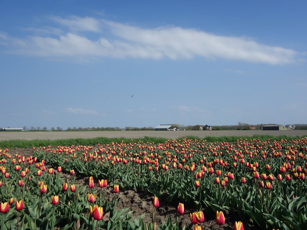 Polder tulpen by XanderBW