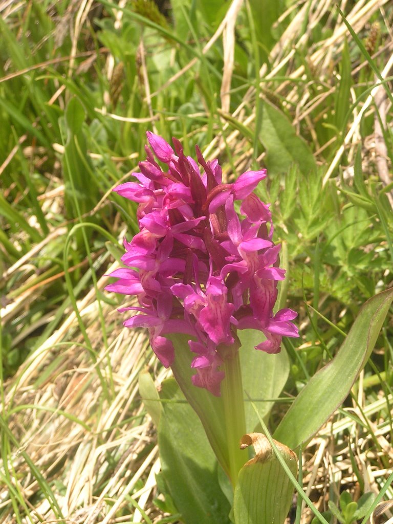 Mountain-Orchid /Holunder Fingerwurz (Dactylorhiza sambucina) by Peter Stucken